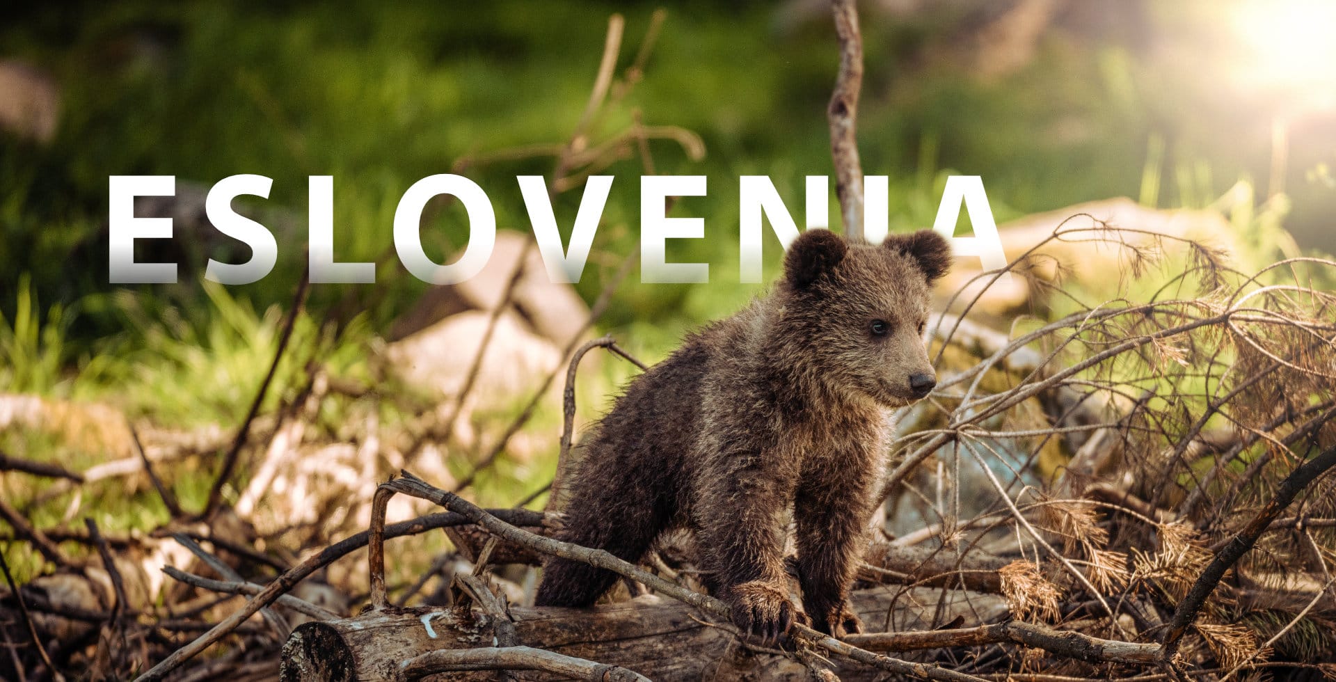 Eslovenia - Un viaje para descubrir el pais y a los osos