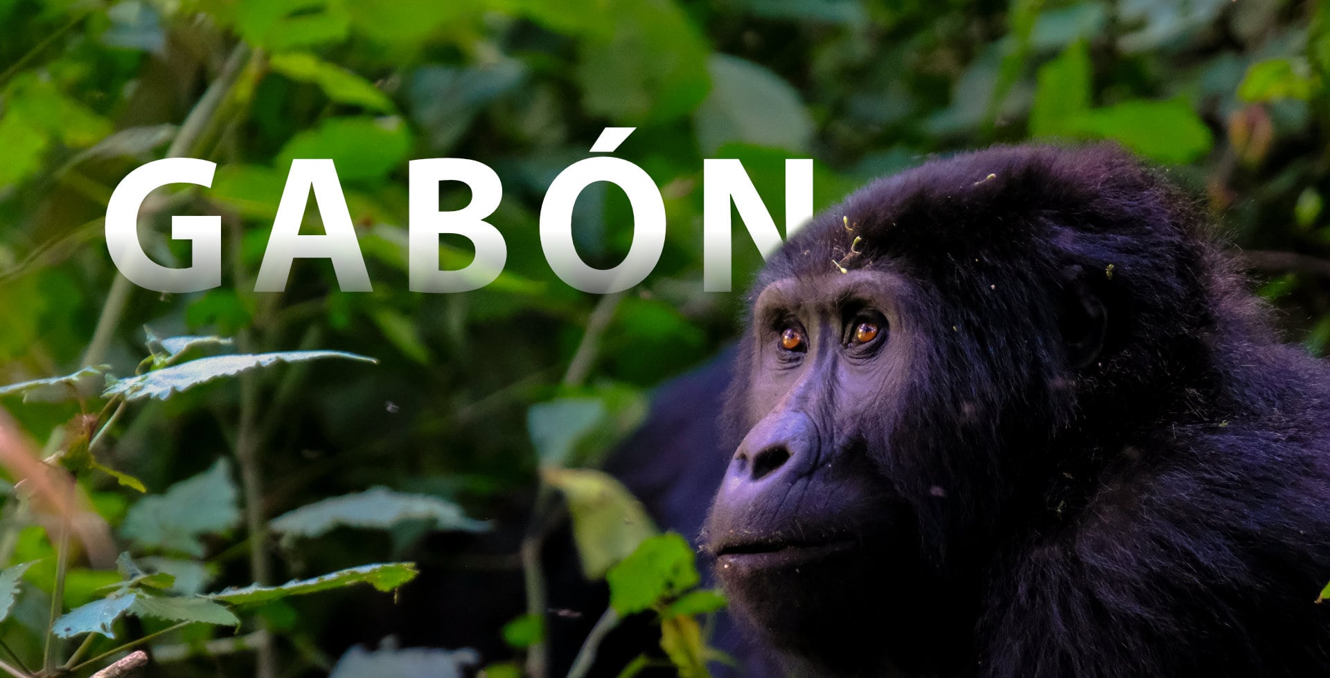 Gabón, un viaje para descubrir un pais salvaje