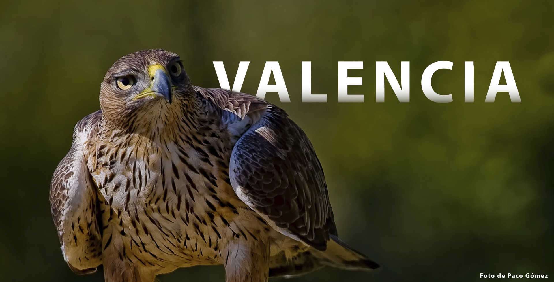 Valencia, un viaje para descubrir todo tipo de aves