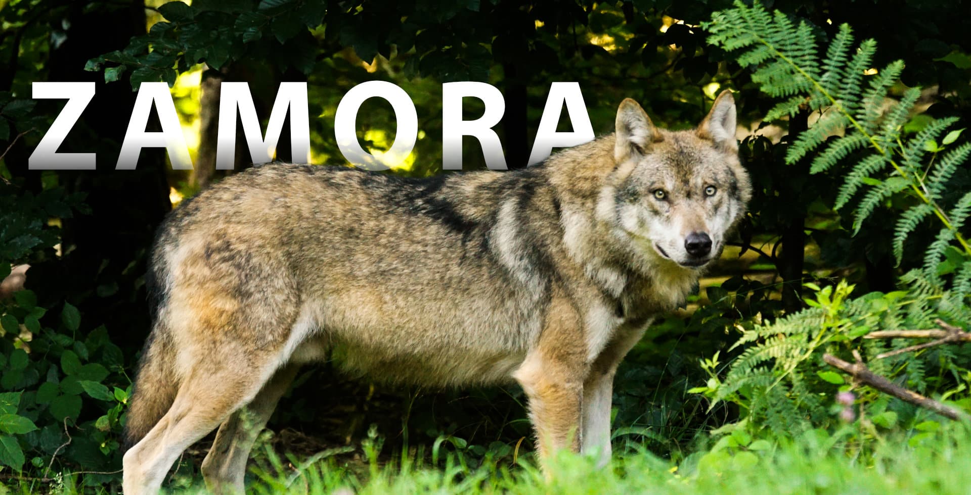 Zamora, un viaje para aprender sobre los lobos