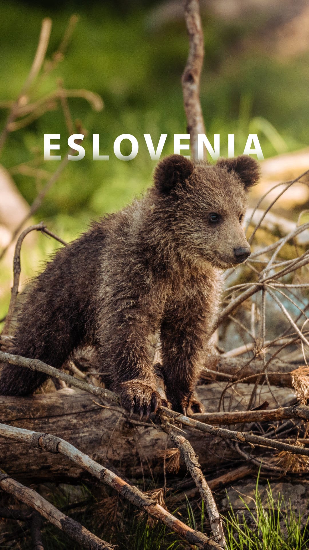 Eslovenia, un viaje para descubrir los osos