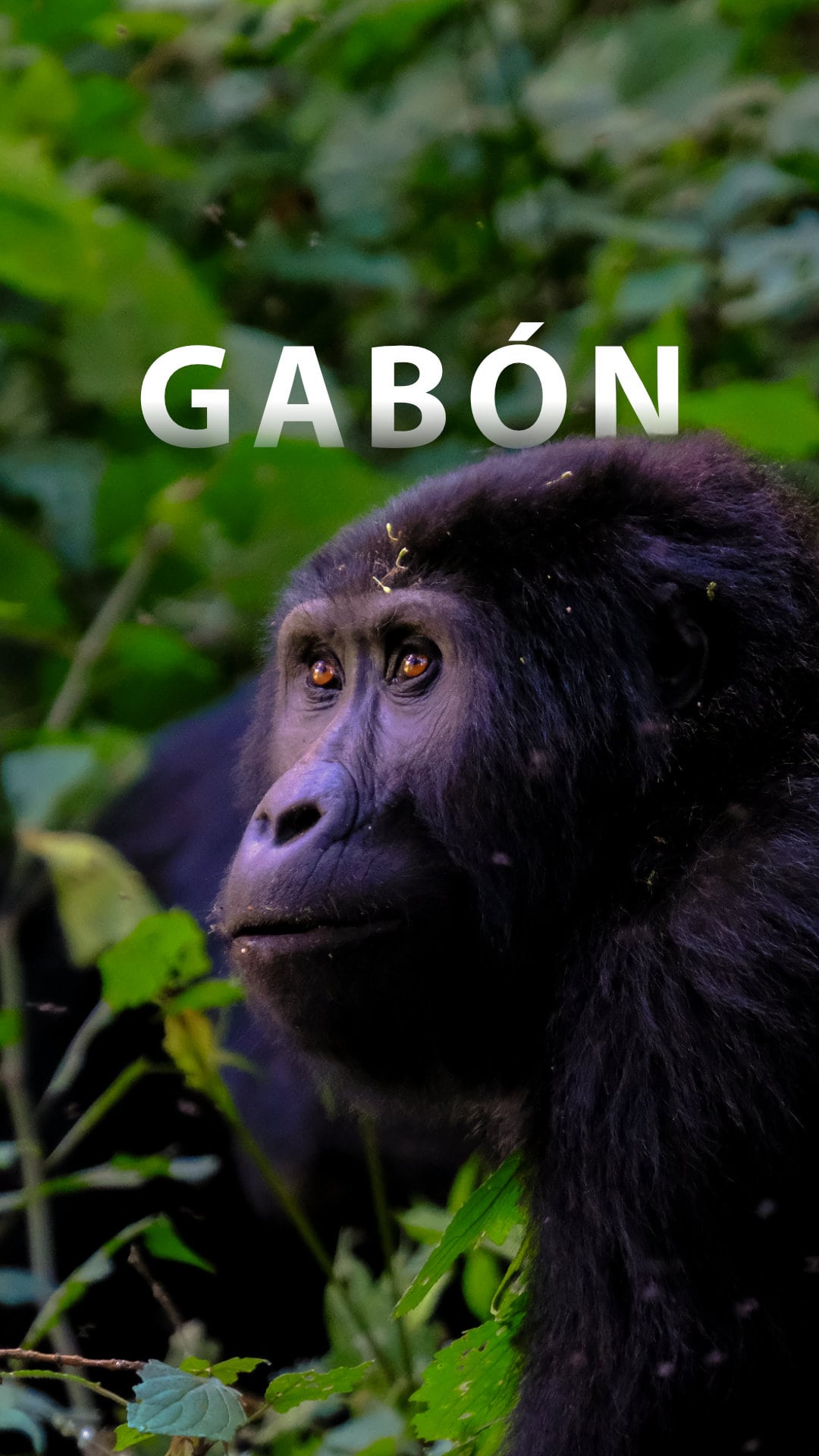 Gabón, un viaje de naturaleza salvaje